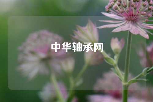 中华轴承网